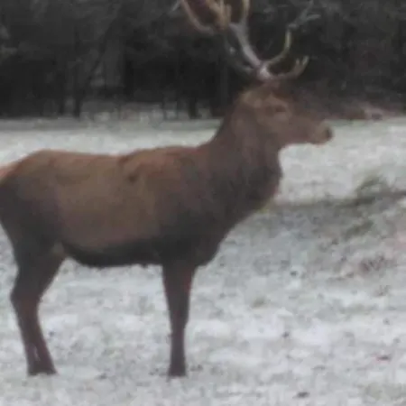 別荘 Nad Stawem Łabowa