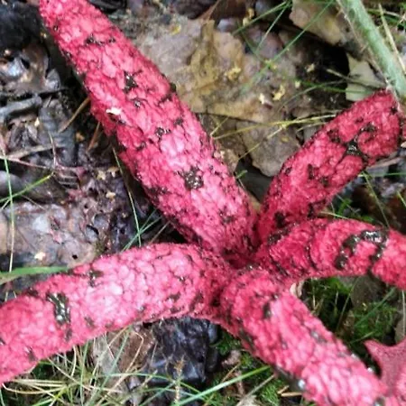 Nad Stawem 別荘 Łabowa