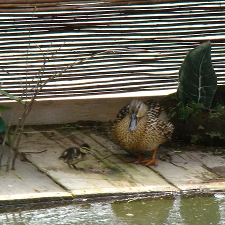 Nad Stawem 別荘 Łabowa