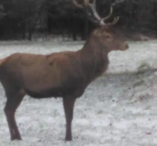בית נופש Nad Stawem Łabowa