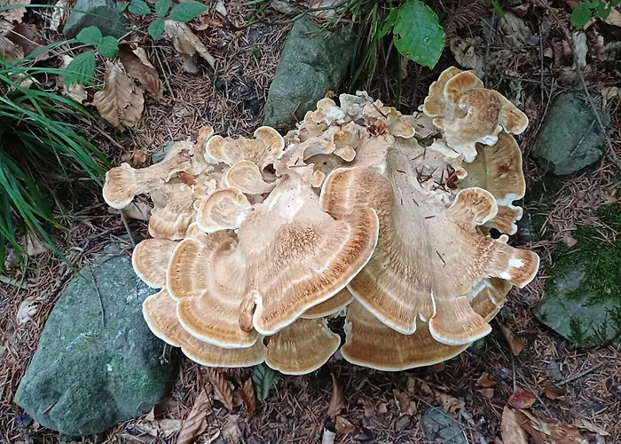 Nad Stawem בית נופש