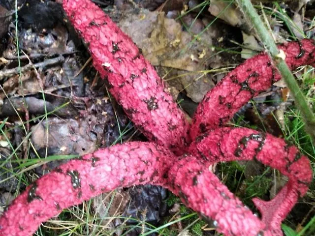 Nad Stawem בית נופש Łabowa