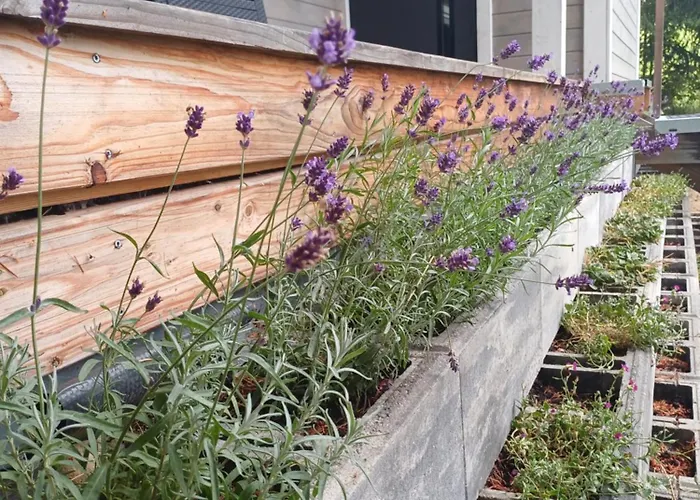 Nad Stawem בית נופש *